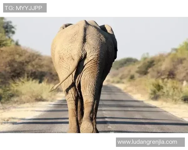 沙拉维：咱们在正确的道路上，加帅能激起每个球员最好的一面